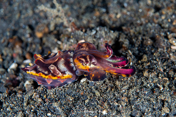 Flamboyant Cuttle Fish