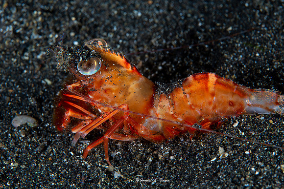 Humpback Shrimp