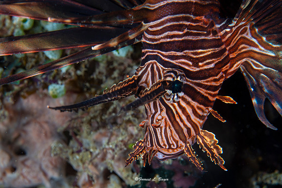 Lionfish