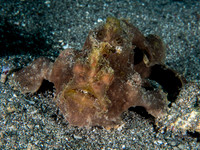 Frog Fish