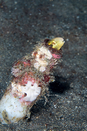 Shorthead Fang Blenny