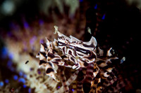 Zebra Crab