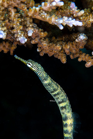 Messmate Pipefish