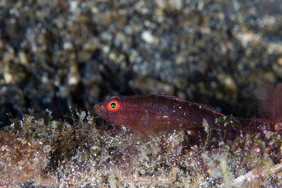 Ring Eye Pigmy Goby