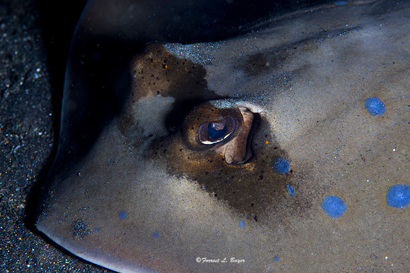 Blue Spotted Sting Ray
