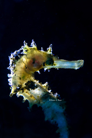 Juvenile Seahorse