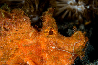 Rhinopias Scorpion Fish