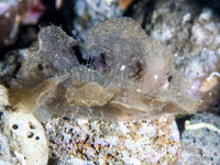 Melibe Nudibranch