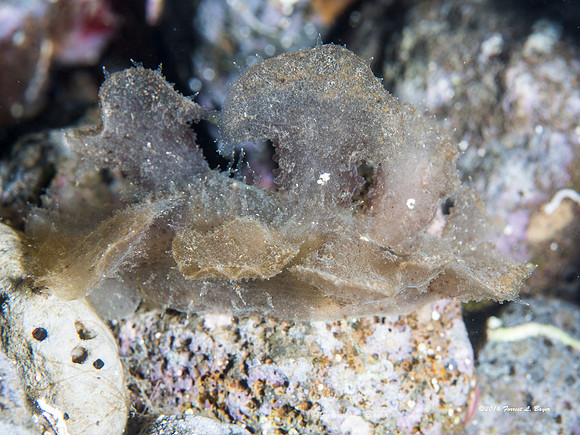 Melibe Nudibranch