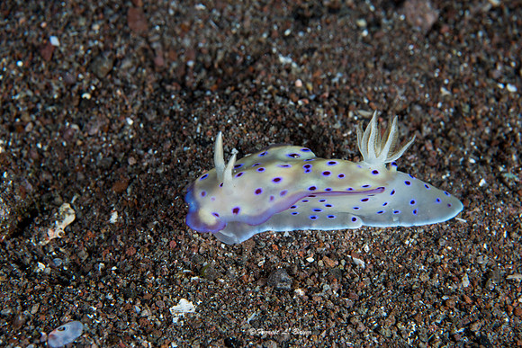 Chromodoris Kunie