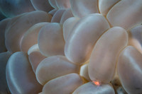 Bubble Coral And Shrimp