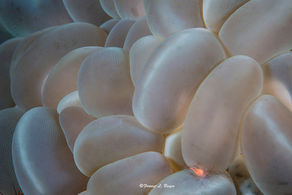 Bubble Coral And Shrimp