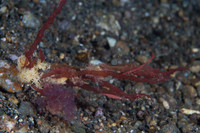 Broken Back Tozeuma Shrimp