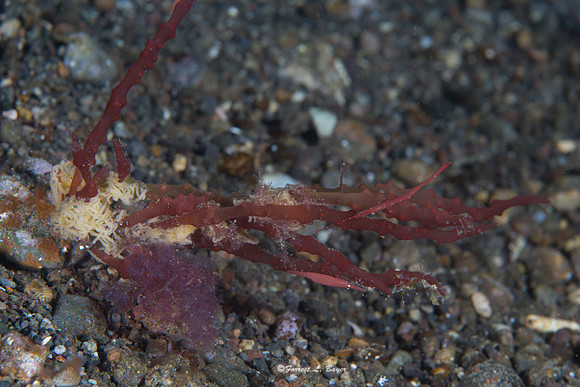 Broken Back Tozeuma Shrimp