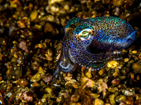 Bobbit Squid