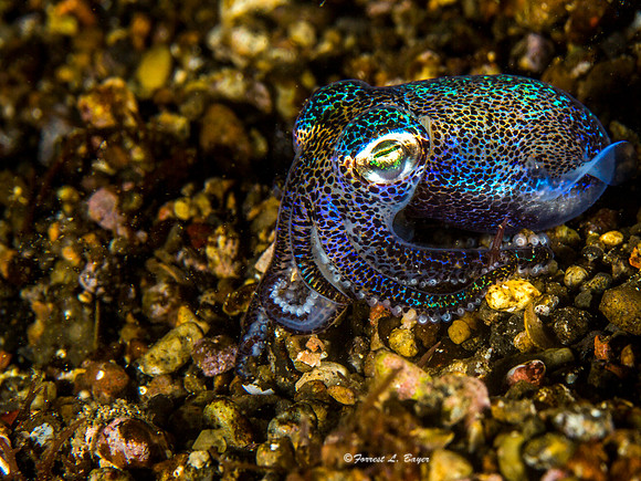 Bobbit Squid