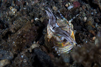 Bobbit Worm