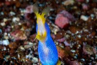 Blue Ribbon Eel