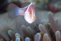 Pink Anemone Fish