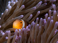 Anemone Fish
