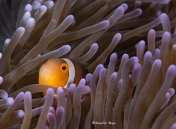 Anemone Fish