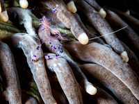 Anemone Shrimp