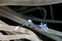 Anemone Shrimp