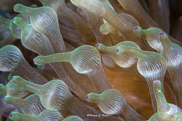 Anemone