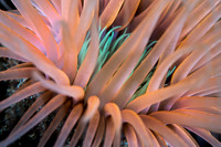 Anemone