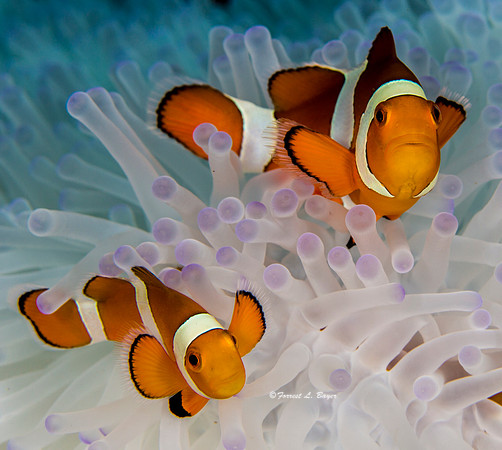 Clown FIsh