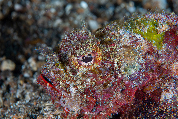 Erosa Scorpion Fish