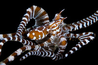 Wonderpus Octapus