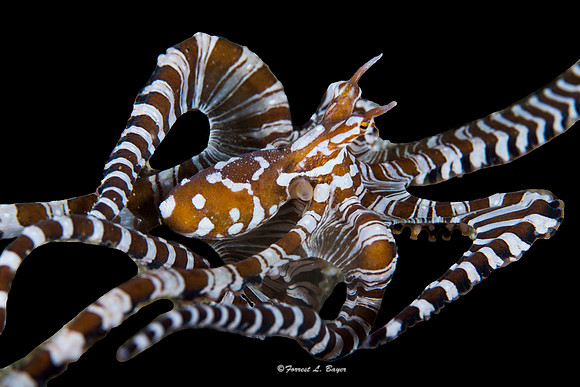 Wonderpus Octapus
