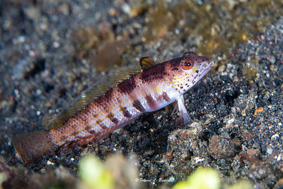Sandperch
