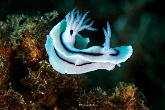 Chromodoris wallini Nudibranch
