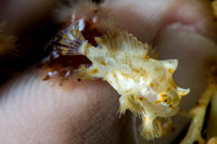 Juvinal Frogfish