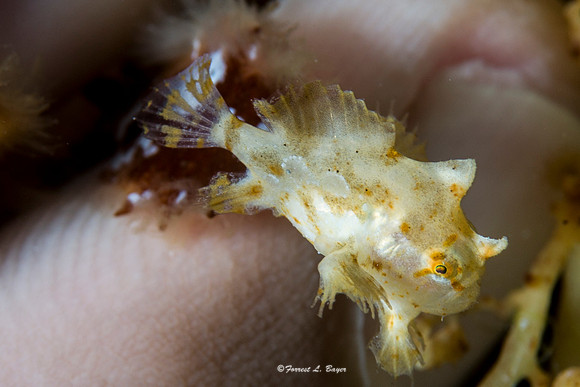 Juvinal Frogfish