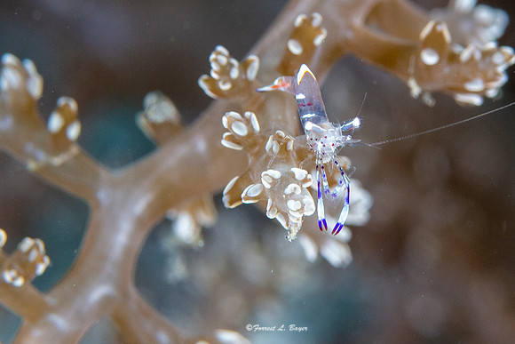 Cleaning Shrimp