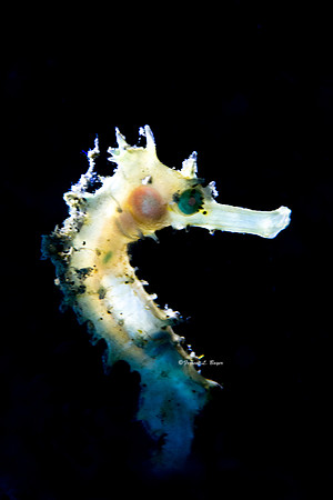 Juvenile Seahorse