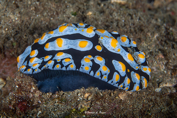 Phyllida varicosa Nudibranch