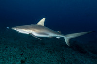 Reef Shark Bimini