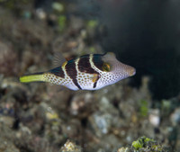 Mimic Filefish