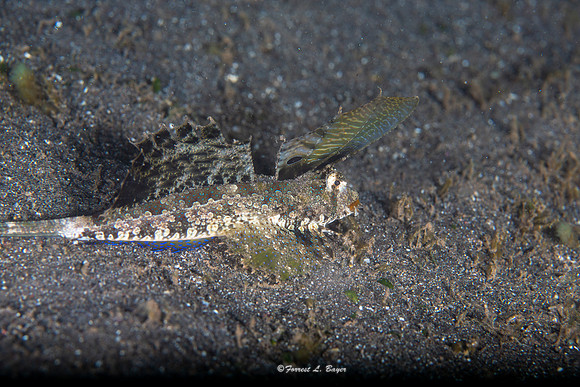 Orange Black Dragonet