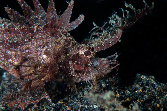 Scorpion Fish