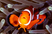 Anemone Fish