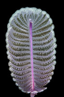 Sea Pen