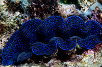 Tridacnid Clam