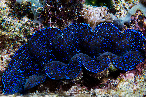 Tridacnid Clam
