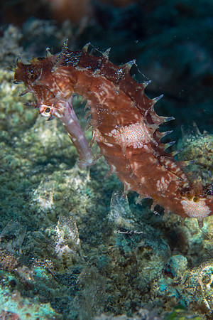 Thorny Seahorse