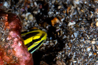 Short Head Fang Blenny